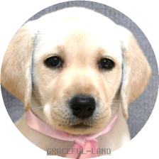 英国ラブラドールの子犬